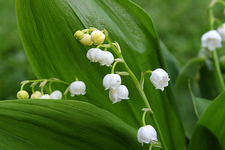 Lily Of The Valley, Convallaria Majalis thumbnail