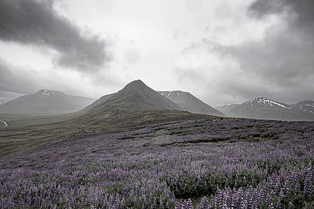 photo of bed of purple petaled flowers thumbnail