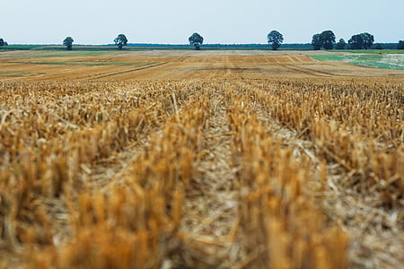 brown dried hay field during daytime thumbnail