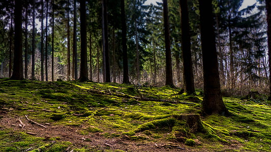 green trees during daytime thumbnail