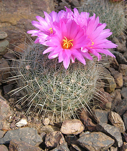 closeup photo of brown barrel cactus thumbnail