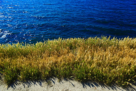 green grass thumbnail