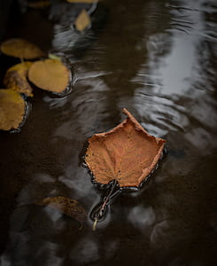 brown dried leaf on body of water thumbnail