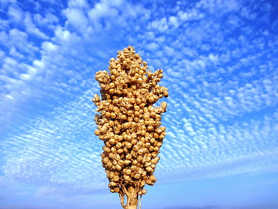 low angle view photo of a tree thumbnail