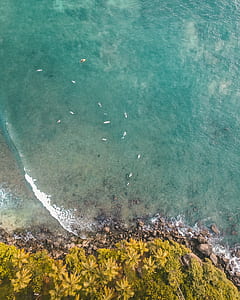 seashore near tall tree at daytime thumbnail