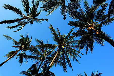 worm's eye photography of palm trees under blue calm sky thumbnail