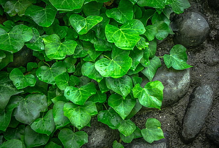 close-up photo of green plants and gray pebbles thumbnail