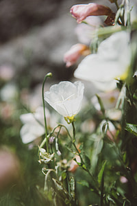 selective focus photography of white petaled flower thumbnail