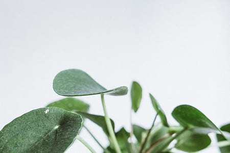 shallow focus photo of plant thumbnail