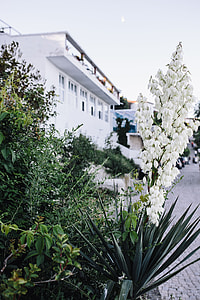 Bushes of the blossoming yucca thumbnail