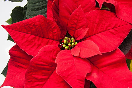 poinsettia closeup photo thumbnail