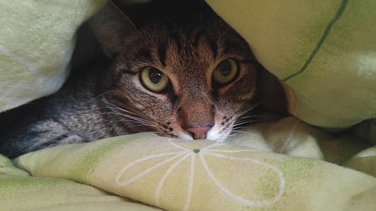 tabby cat under green and beige textile thumbnail