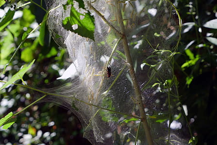 A red wasp trying to get to Web-worms in a nest thumbnail