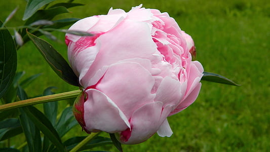 selective focus photography of pink petaled rose thumbnail