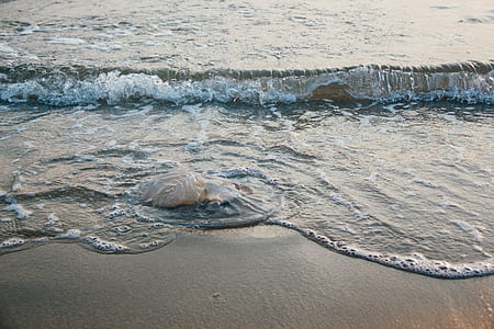 sea, nature, beach, sand thumbnail
