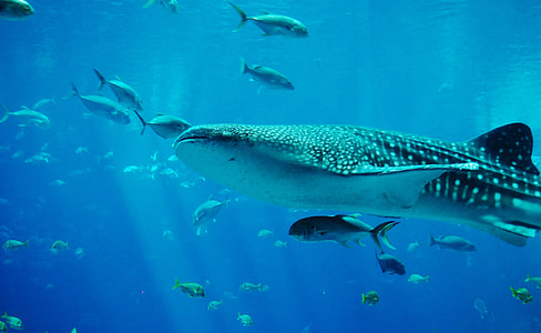 variety of fish in blue body of water thumbnail