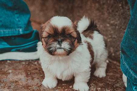 animal, pet, cute, eyes thumbnail
