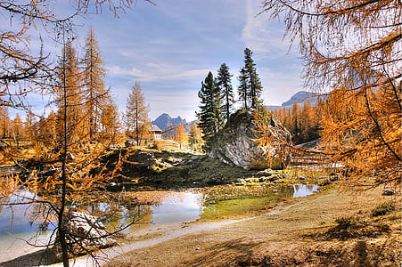 orange leafed trees near water thumbnail