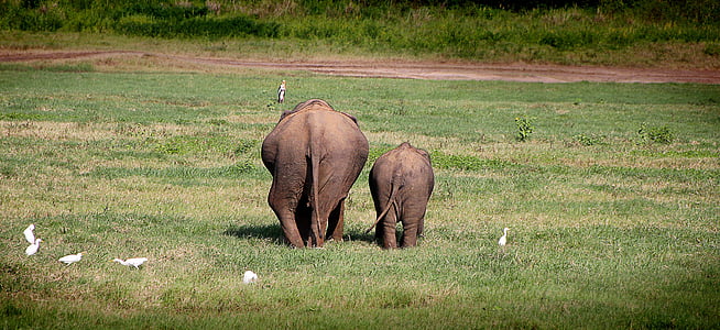 elephant walking on green lawn grass during daytime thumbnail