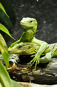 two green bearded dragons on driftwood thumbnail