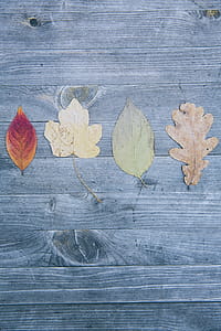 Four Leaved on Gray Surface thumbnail