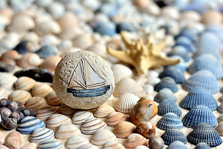 assorted seashell lot thumbnail