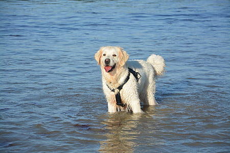golden retriever on water at daytime thumbnail