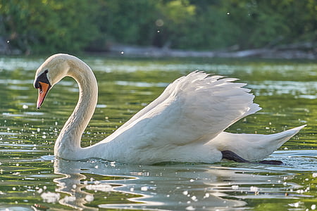 swan swimming in body of water thumbnail