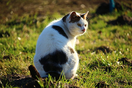 white and black cat sitting on grass covered ground thumbnail
