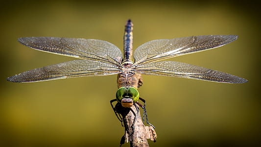brown and green dragonfly perching on tree branch thumbnail