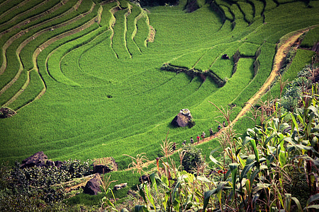 Terrace and farms in Vietnam thumbnail