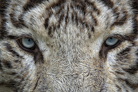 eyes, white tiger, tiger, animal, wild cat, zoo thumbnail