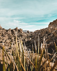 green grass beside brown rock thumbnail