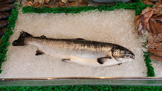 gray fish on ice blocks thumbnail