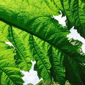 close-up photo of green leaf plant thumbnail