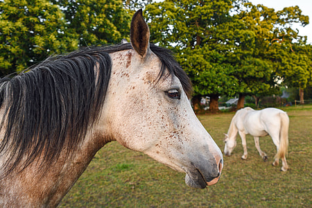 two beige horses on green grass field thumbnail