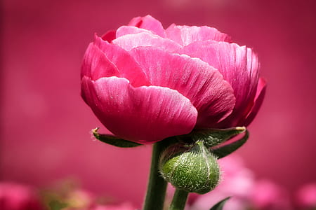 pink petaled flowers thumbnail