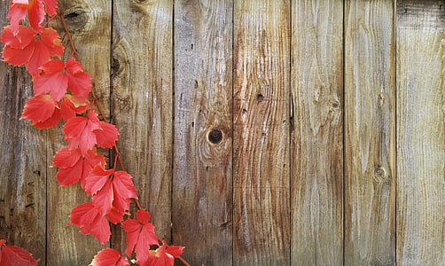 red vine on brown wooden pallet panel thumbnail