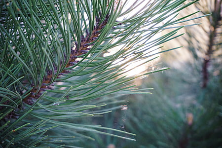 green leafed tree close-up photography thumbnail