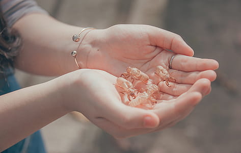 Person Holding Beetles thumbnail