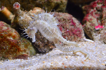 white seahorse cichlid thumbnail