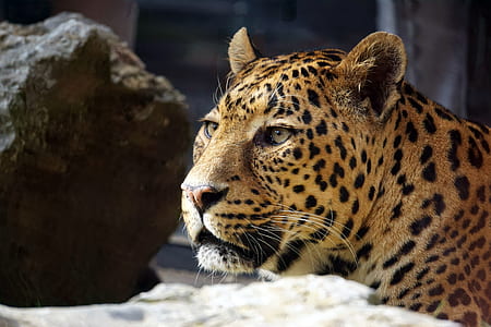 leopard close-up photography thumbnail