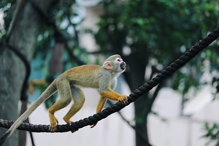 gray and brown monkey on black rope thumbnail