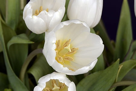 close-up photography of white petaled flowers thumbnail