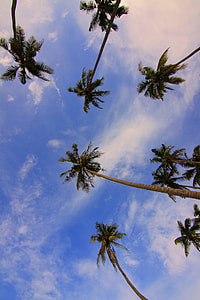bottom view of palm trees in wide lens during daytime thumbnail