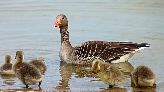 gray duck with ducklings on body of water during daytime thumbnail