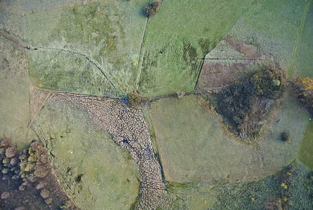 aerial photography of trees beside grass field thumbnail