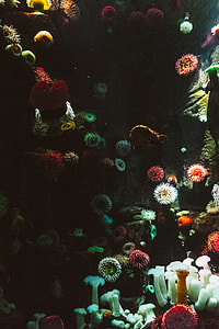 assorted-color coral lot thumbnail