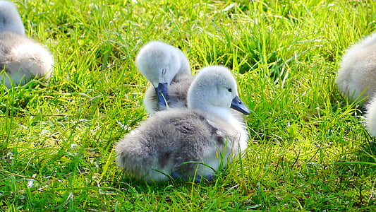 close-up photography of ducklings sitting on green grass thumbnail