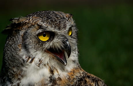 owl photo thumbnail